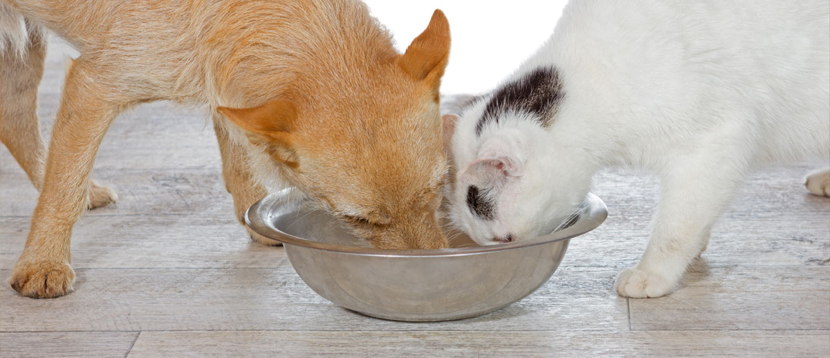 Cat and Dog Share Food