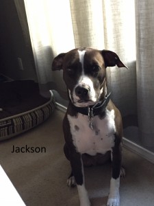 Jackson2